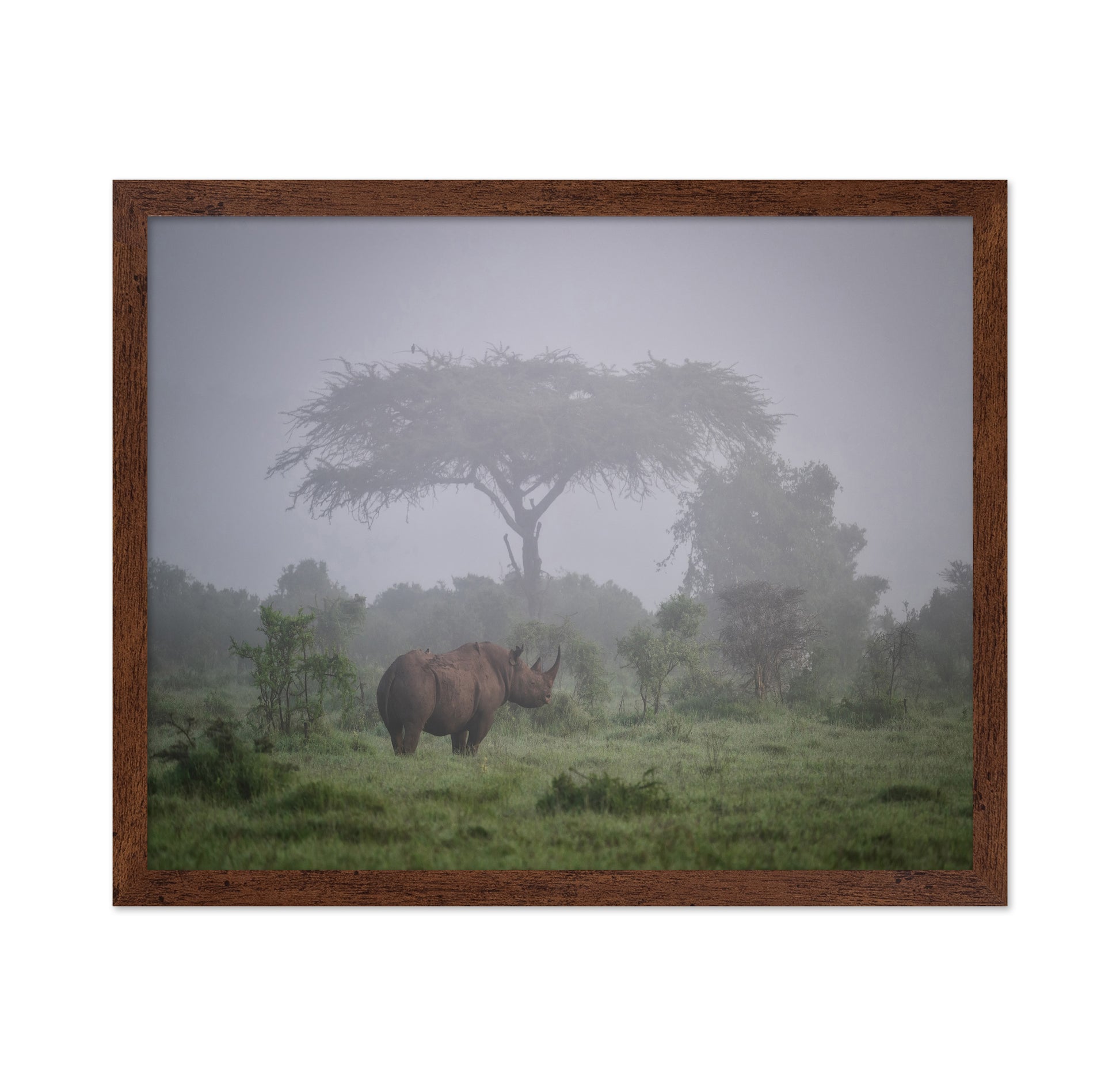 A Black Rhino In The Morning Fog