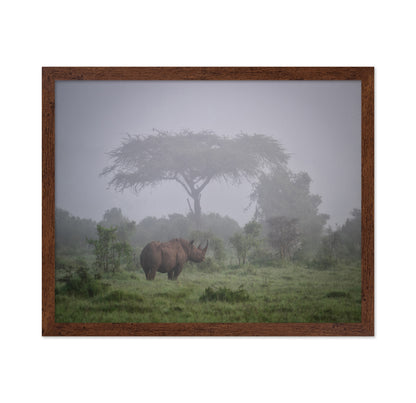 A Black Rhino In The Morning Fog
