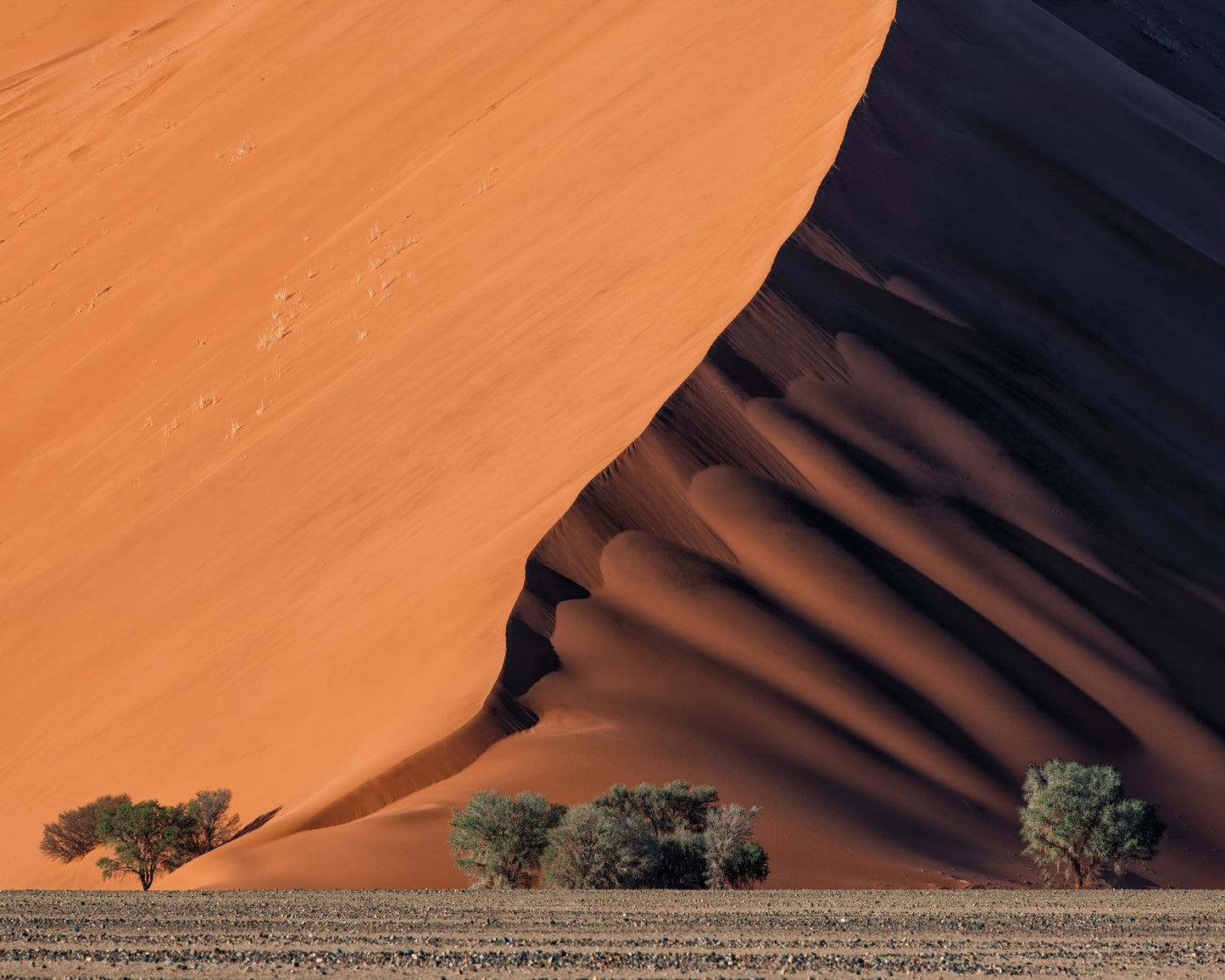 Life In The Desert