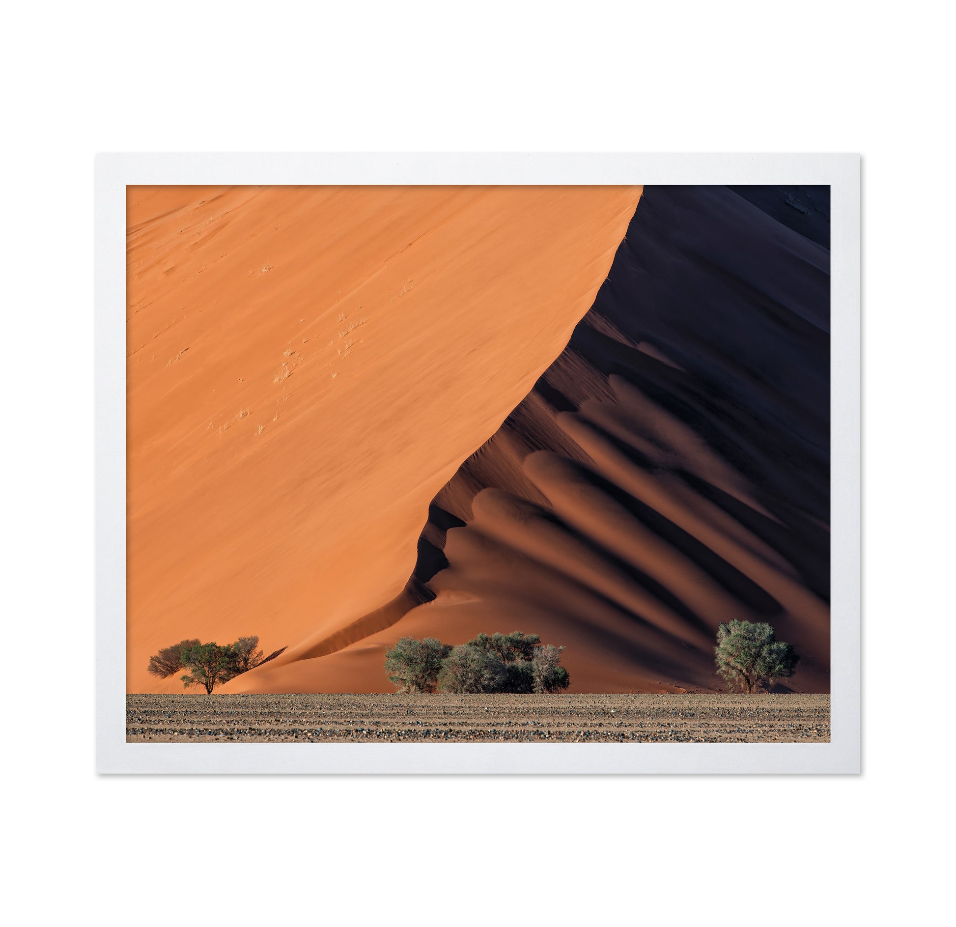Life In The Desert