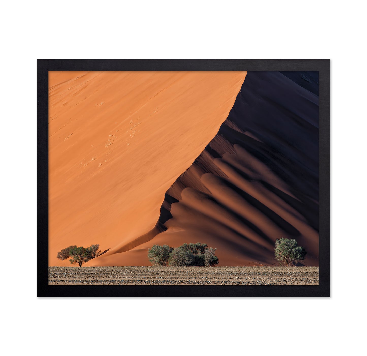 Life In The Desert