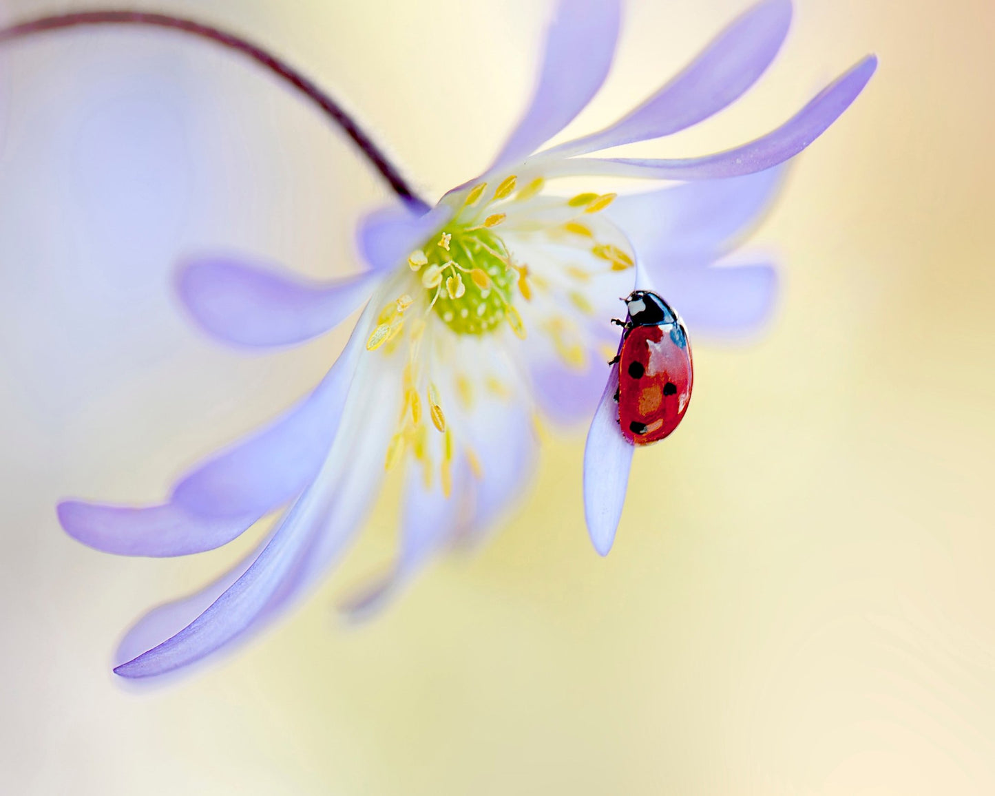 Anemone Lady