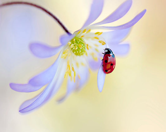 Anemone Lady