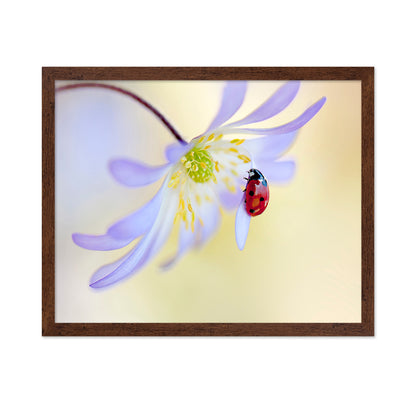 Anemone Lady