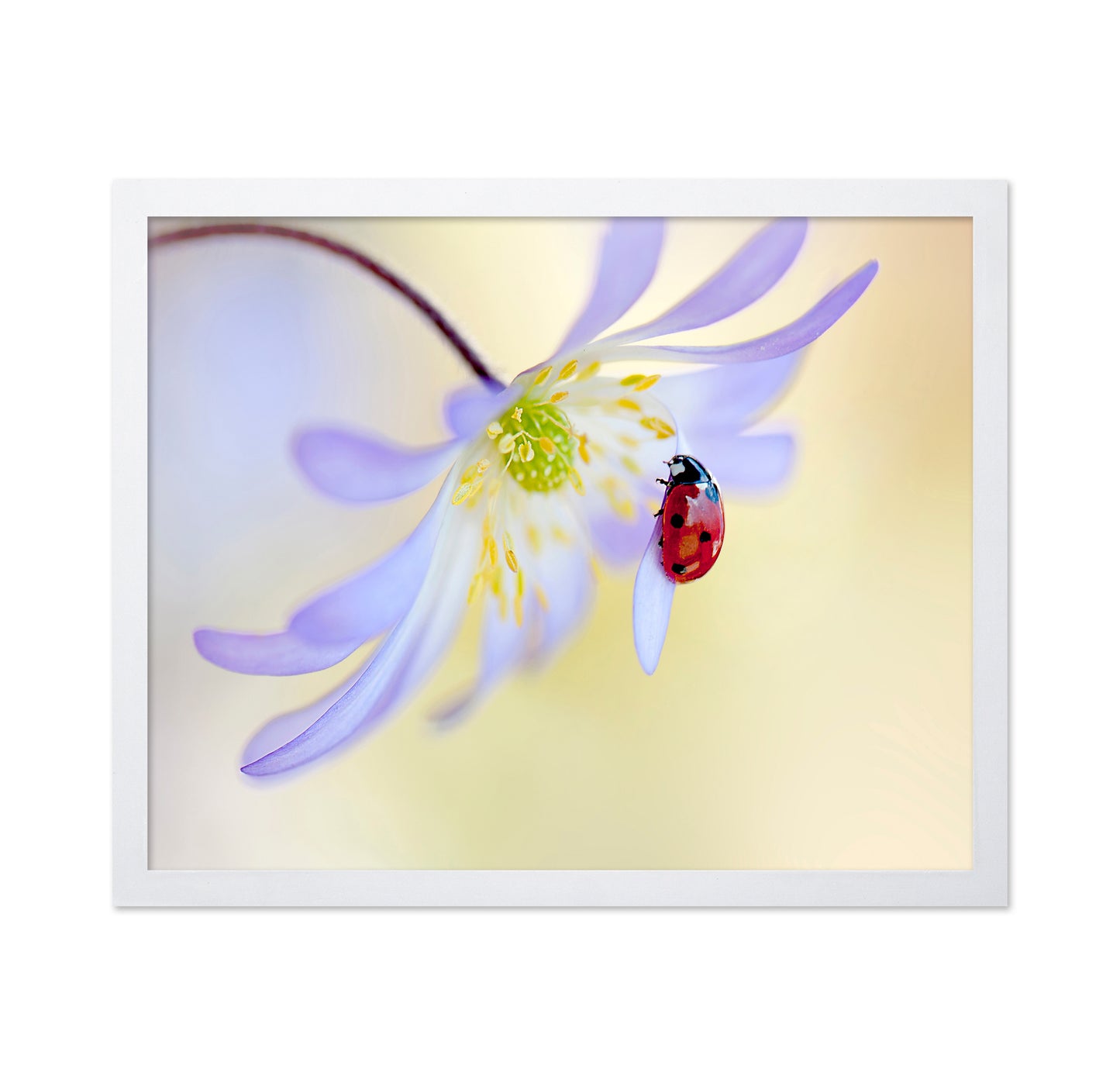Anemone Lady