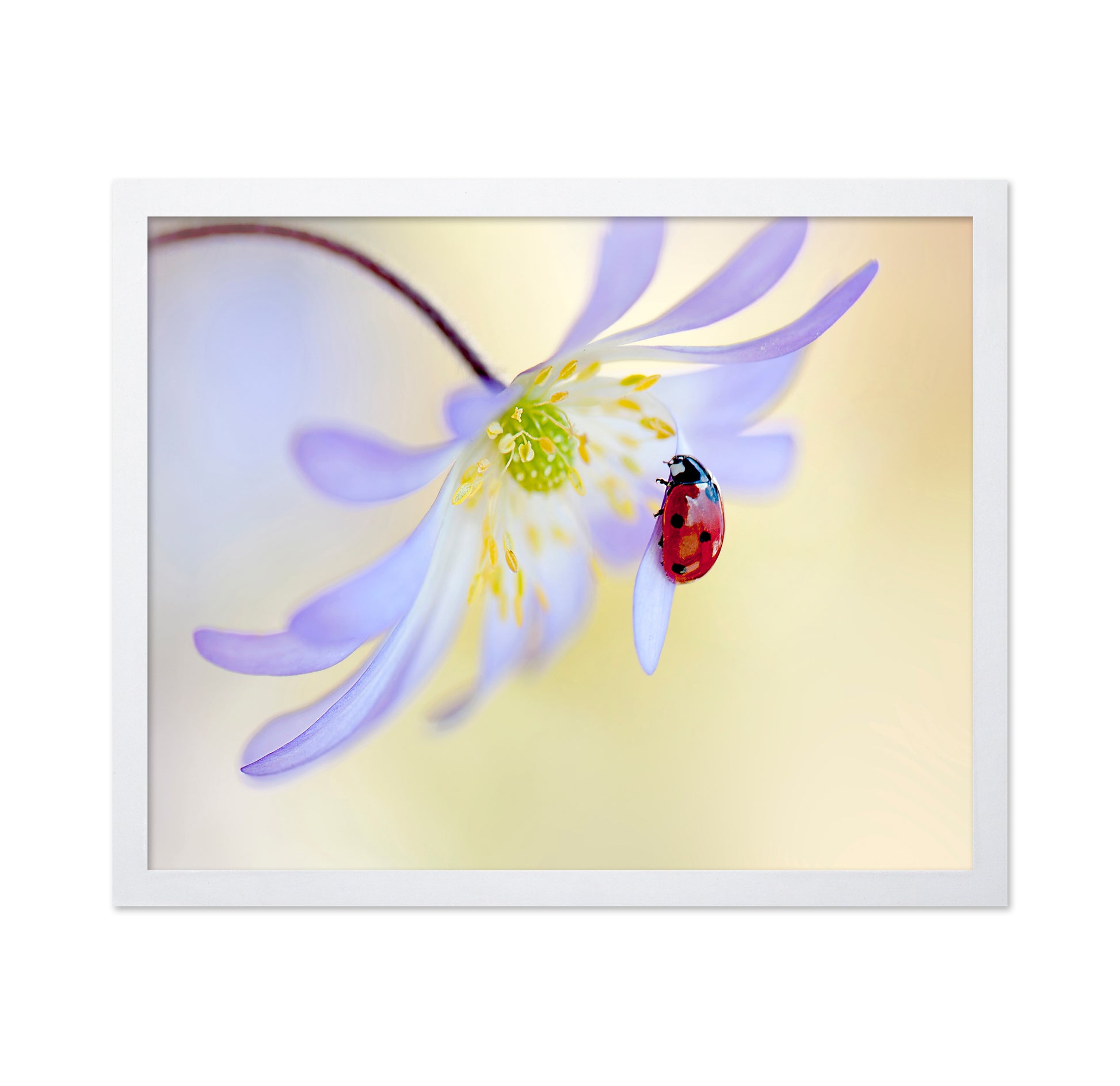 Anemone Lady
