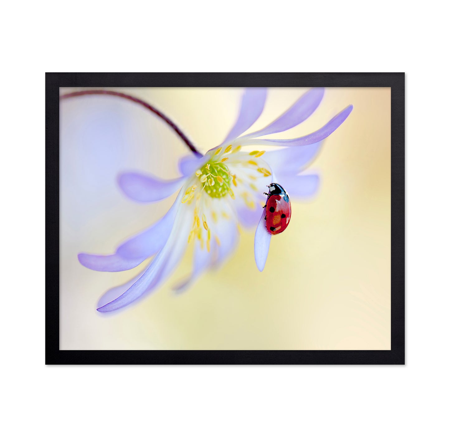 Anemone Lady