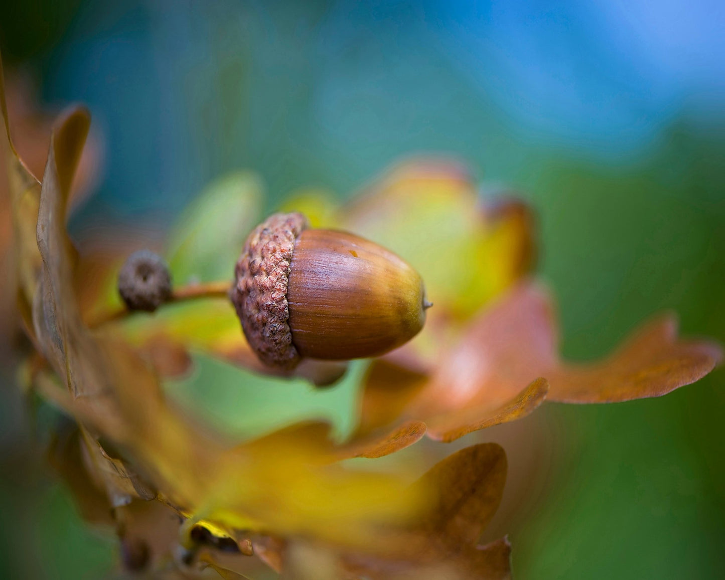 From Little Acorns