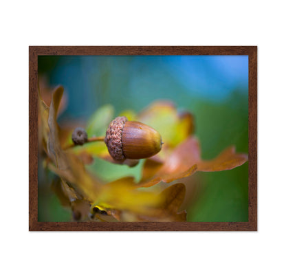 From Little Acorns