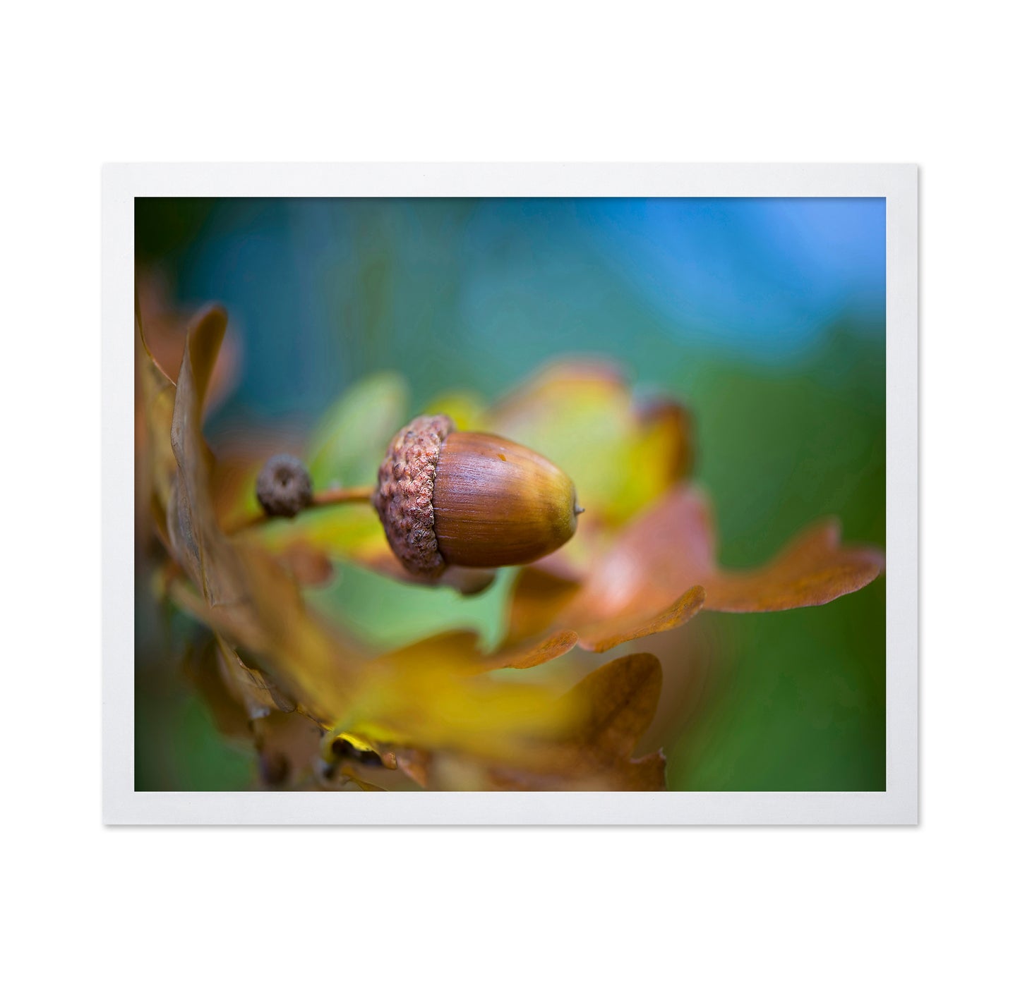 From Little Acorns