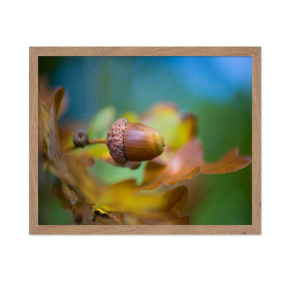 From Little Acorns