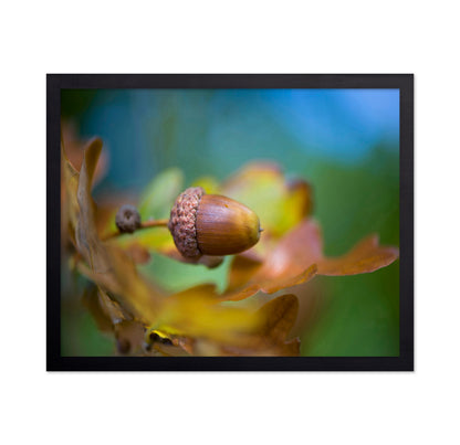 From Little Acorns