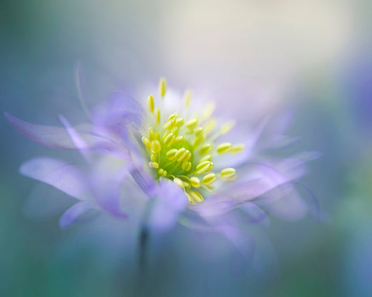 Windflower No 1