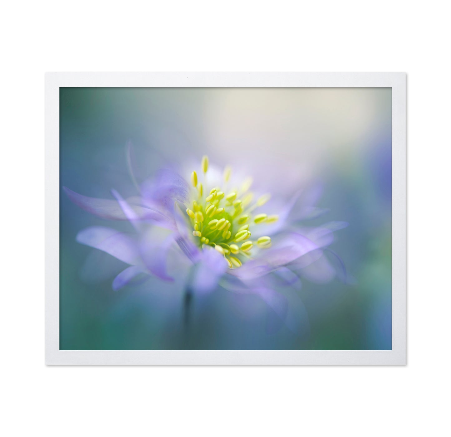 Windflower No 1