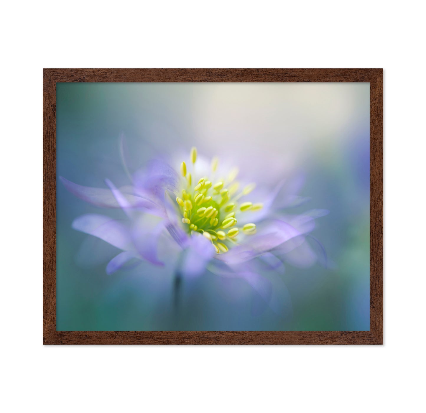 Windflower No 1
