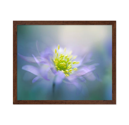 Windflower No 1