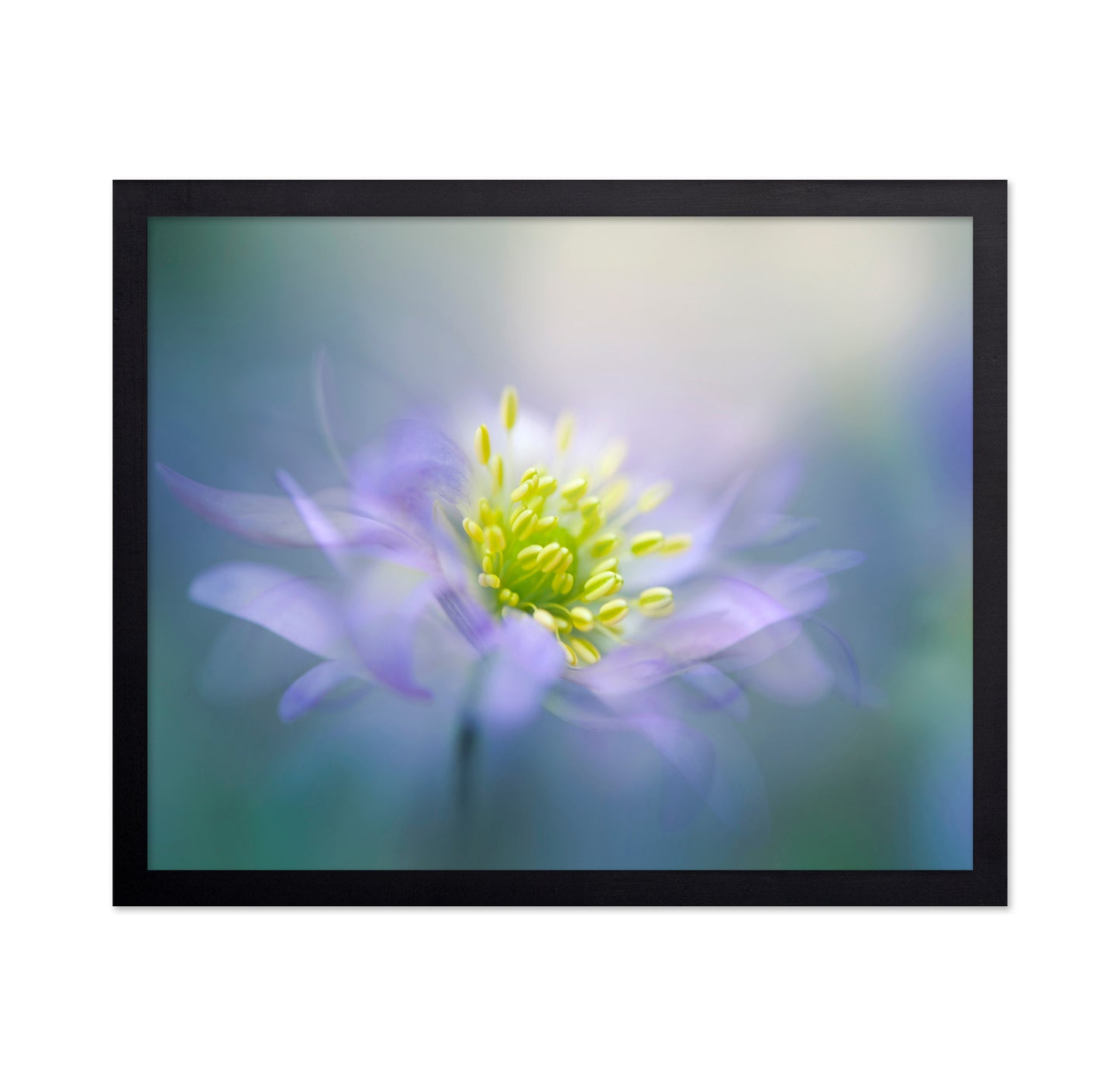 Windflower No 1