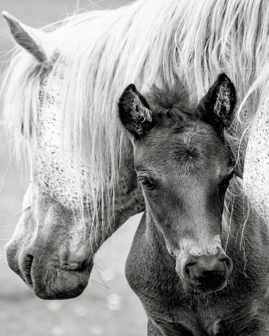 The Foal