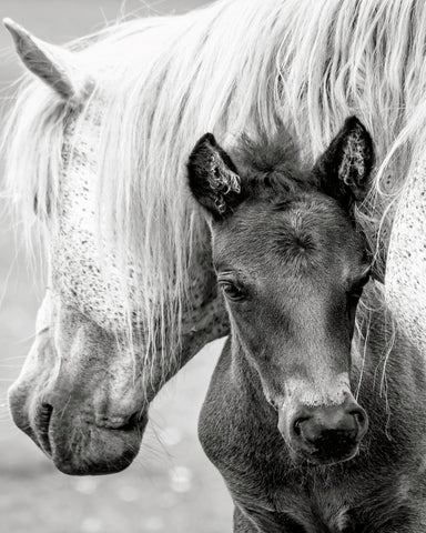 The Foal