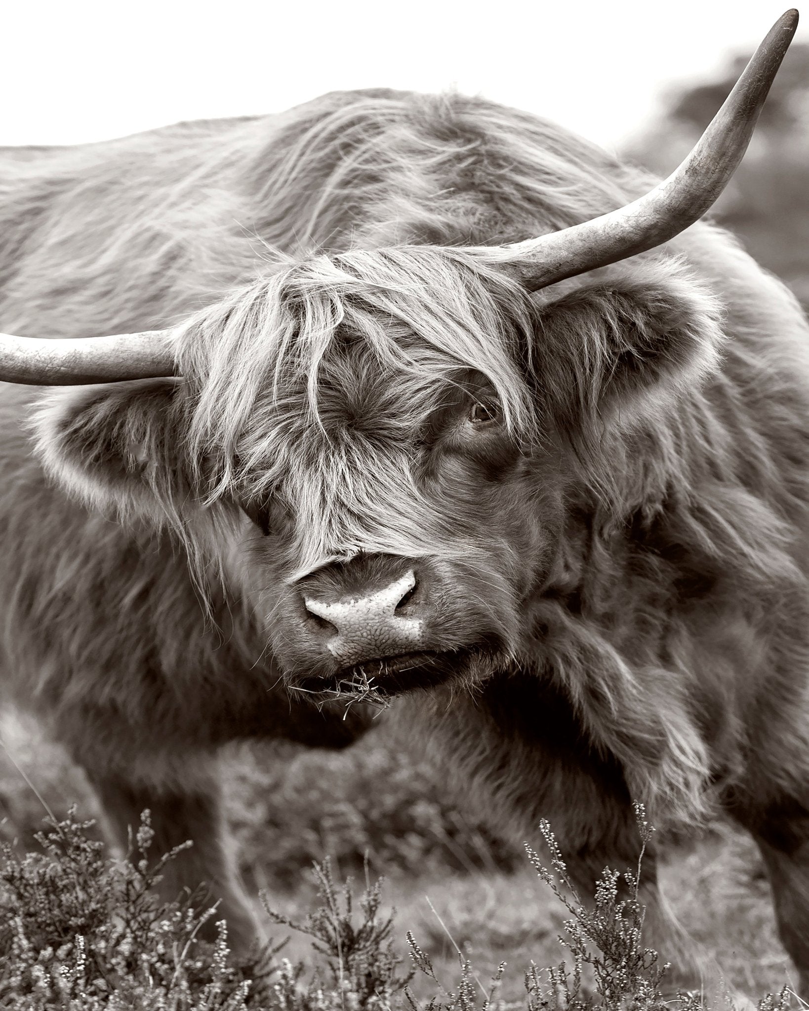 The Bull