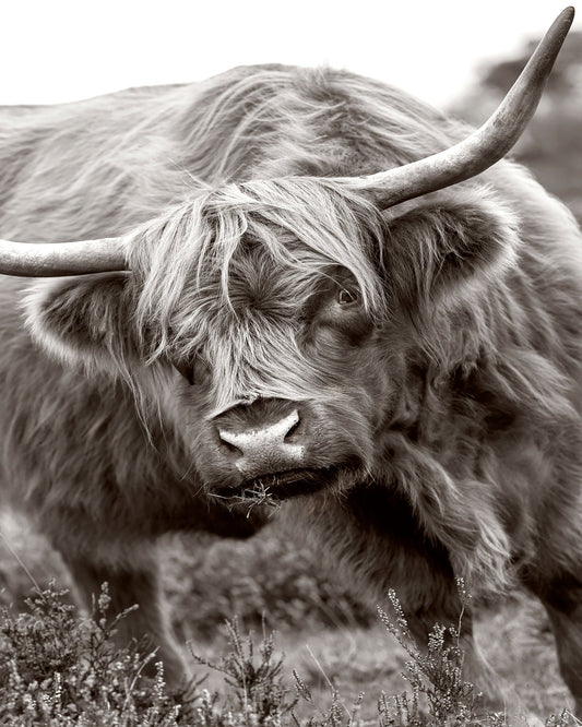 The Bull