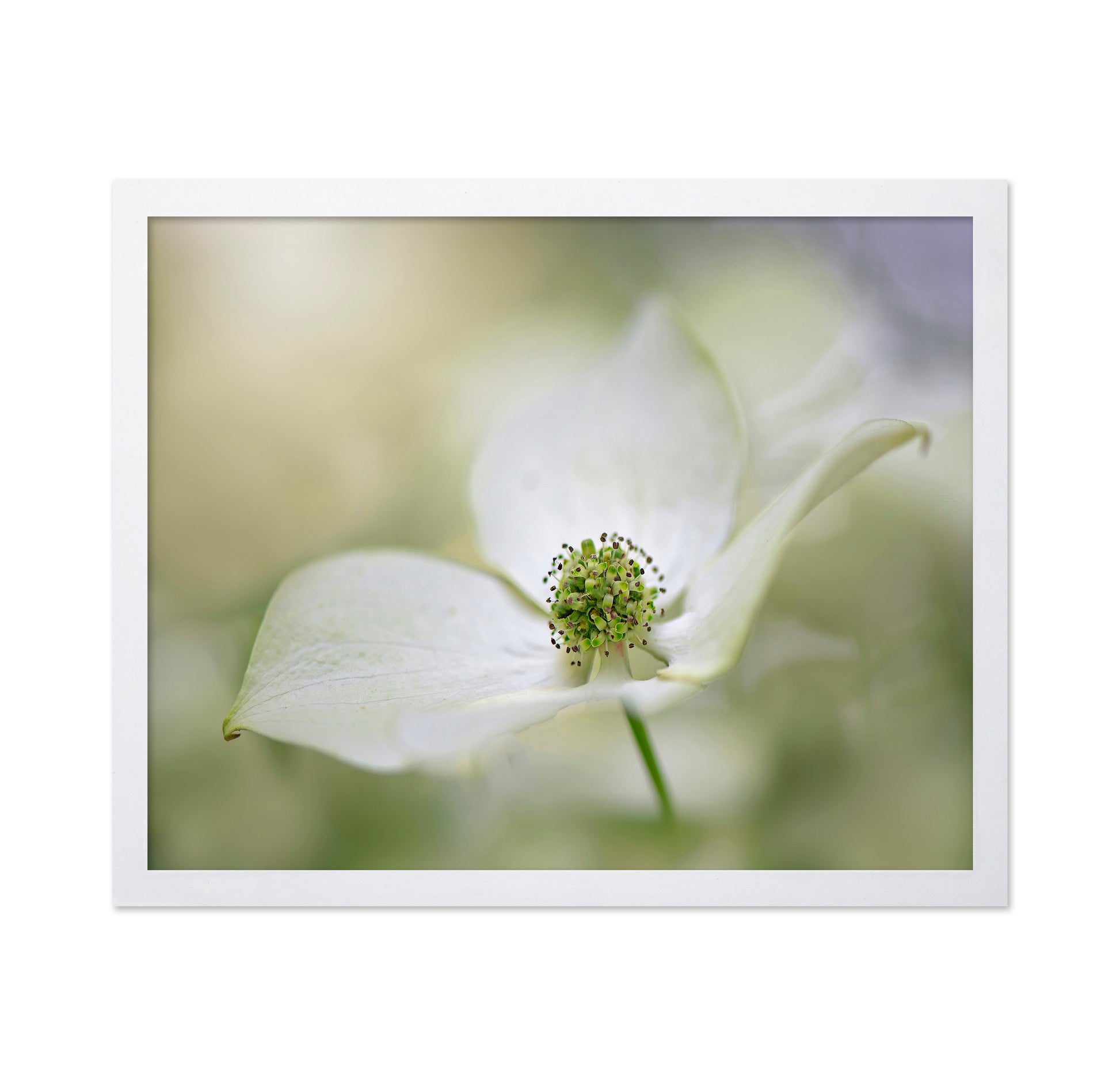 Cornus Kousa Miss Satomi