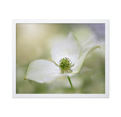 Cornus Kousa Miss Satomi