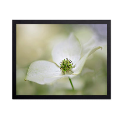 Cornus Kousa Miss Satomi