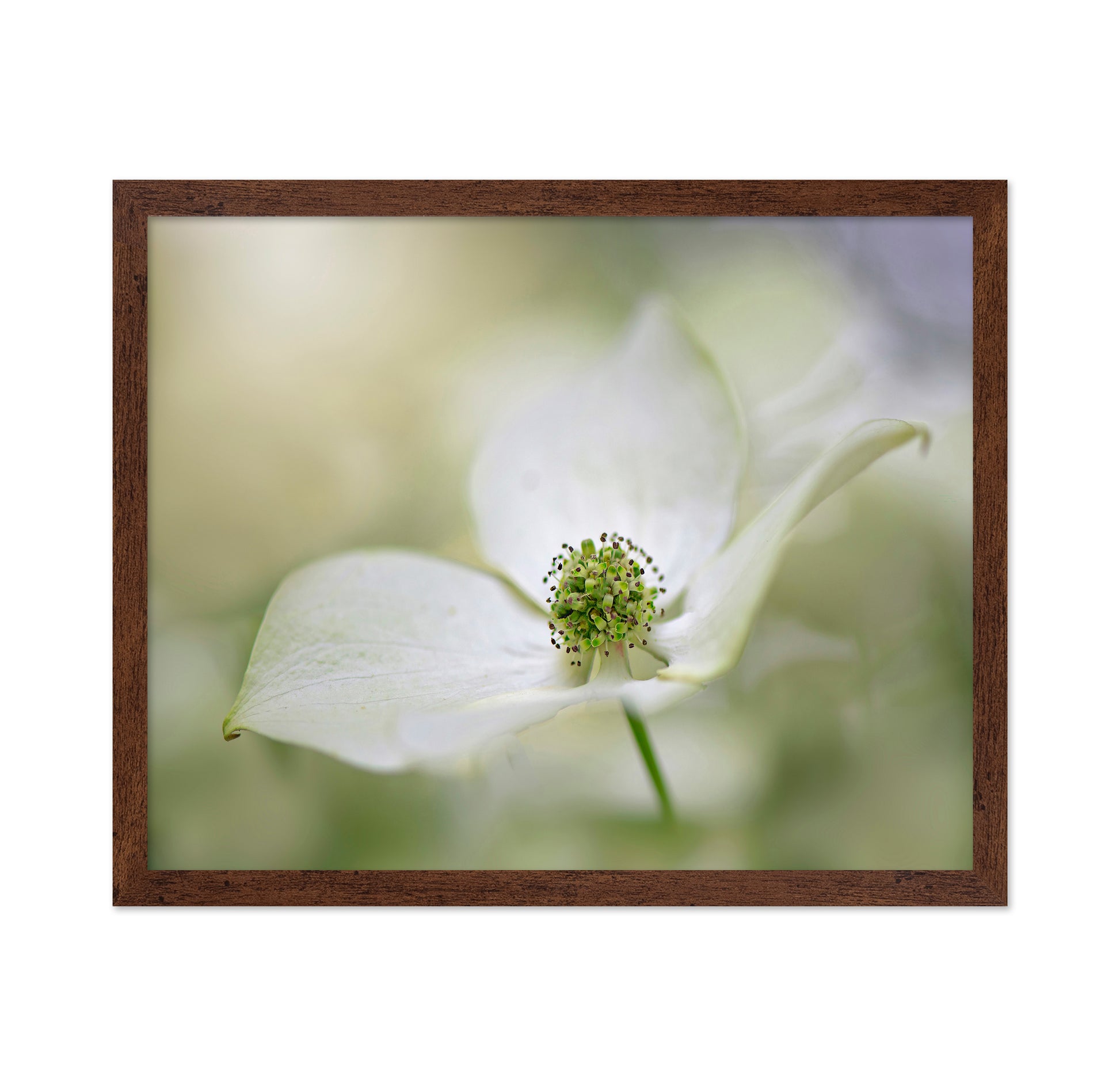 Cornus Kousa Miss Satomi