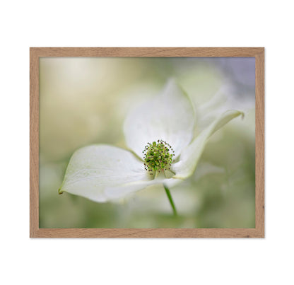 Cornus Kousa Miss Satomi