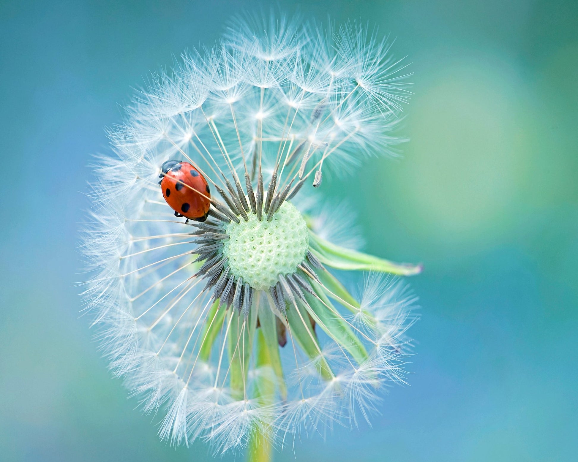 Dandy Lady