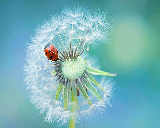 Dandy Lady