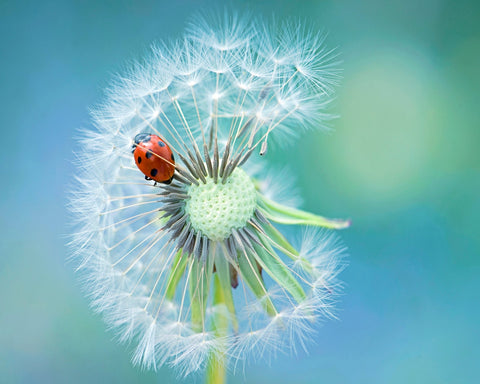 Dandy Lady