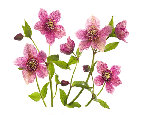 Helleborus