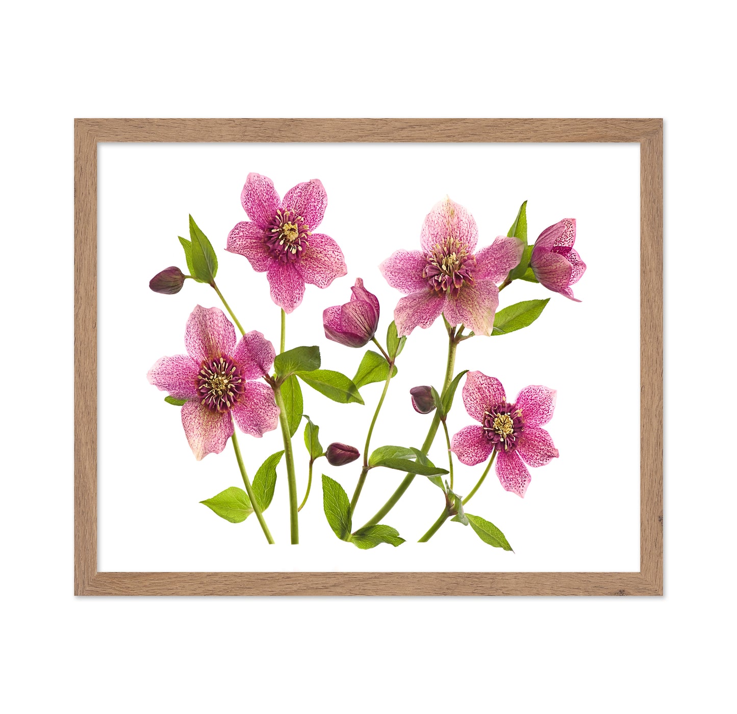 Helleborus