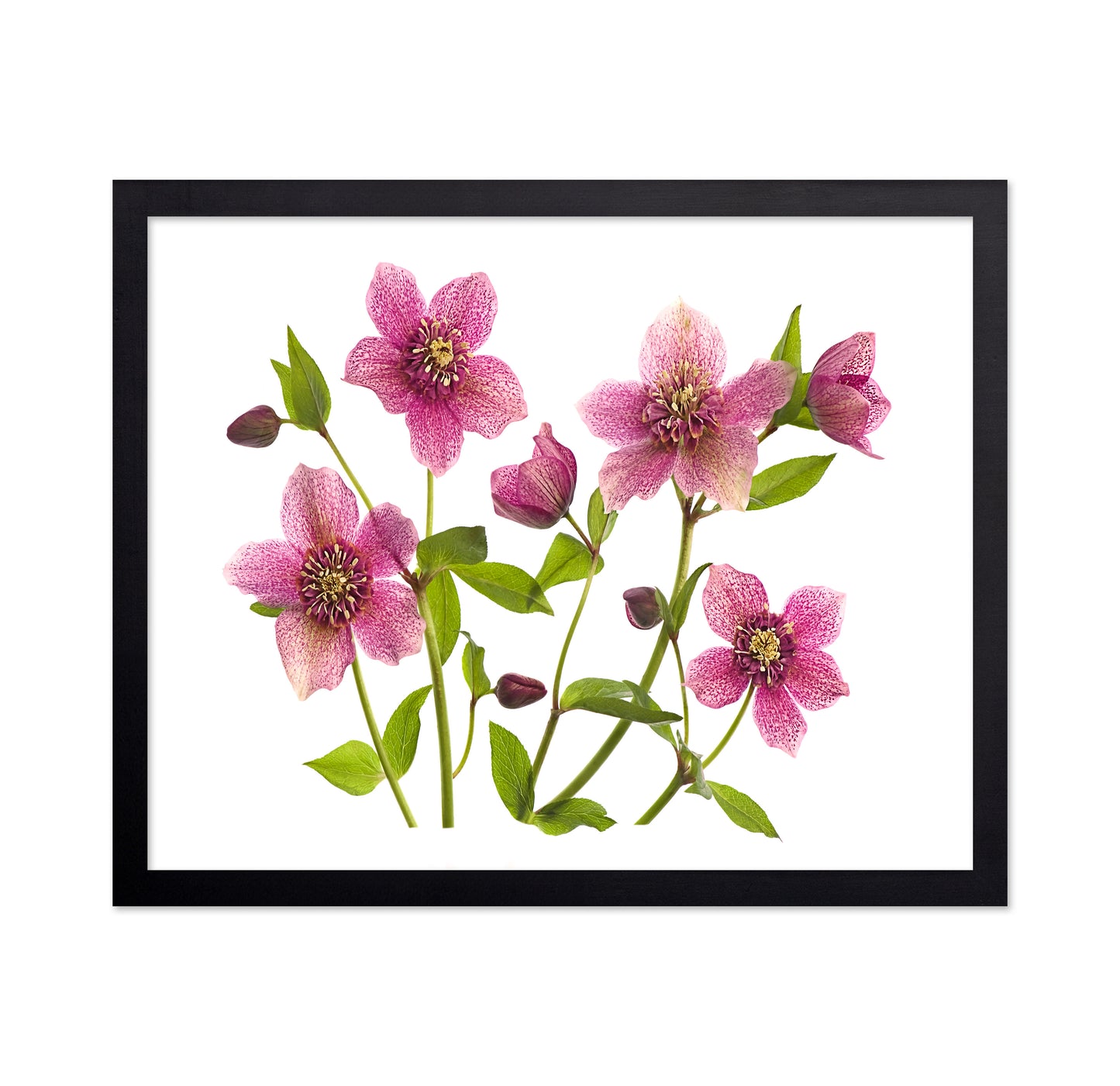 Helleborus
