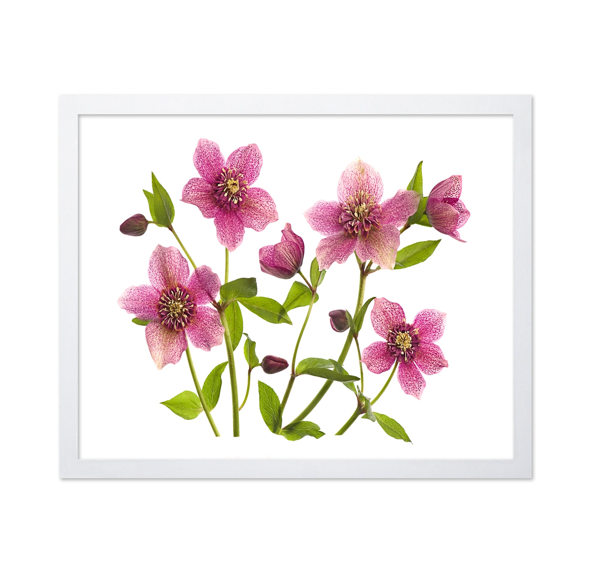Helleborus