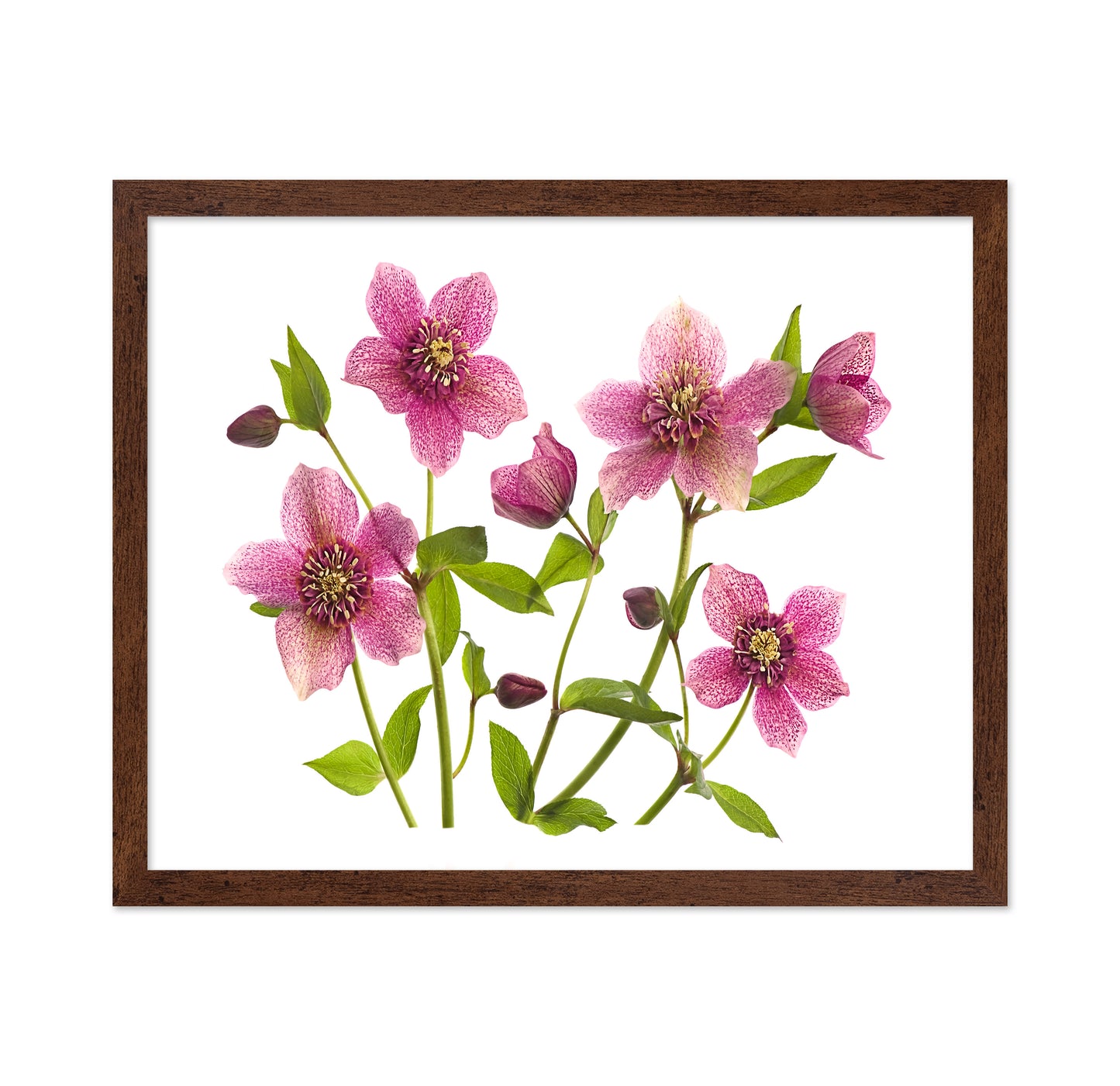Helleborus