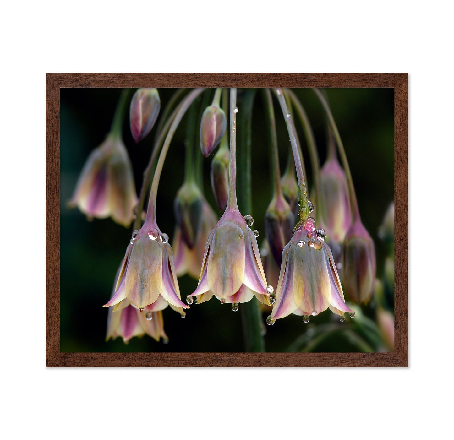 Dew Bells