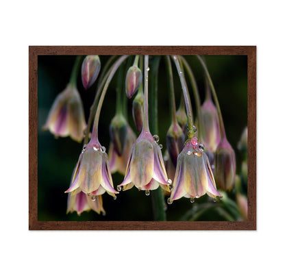 Dew Bells