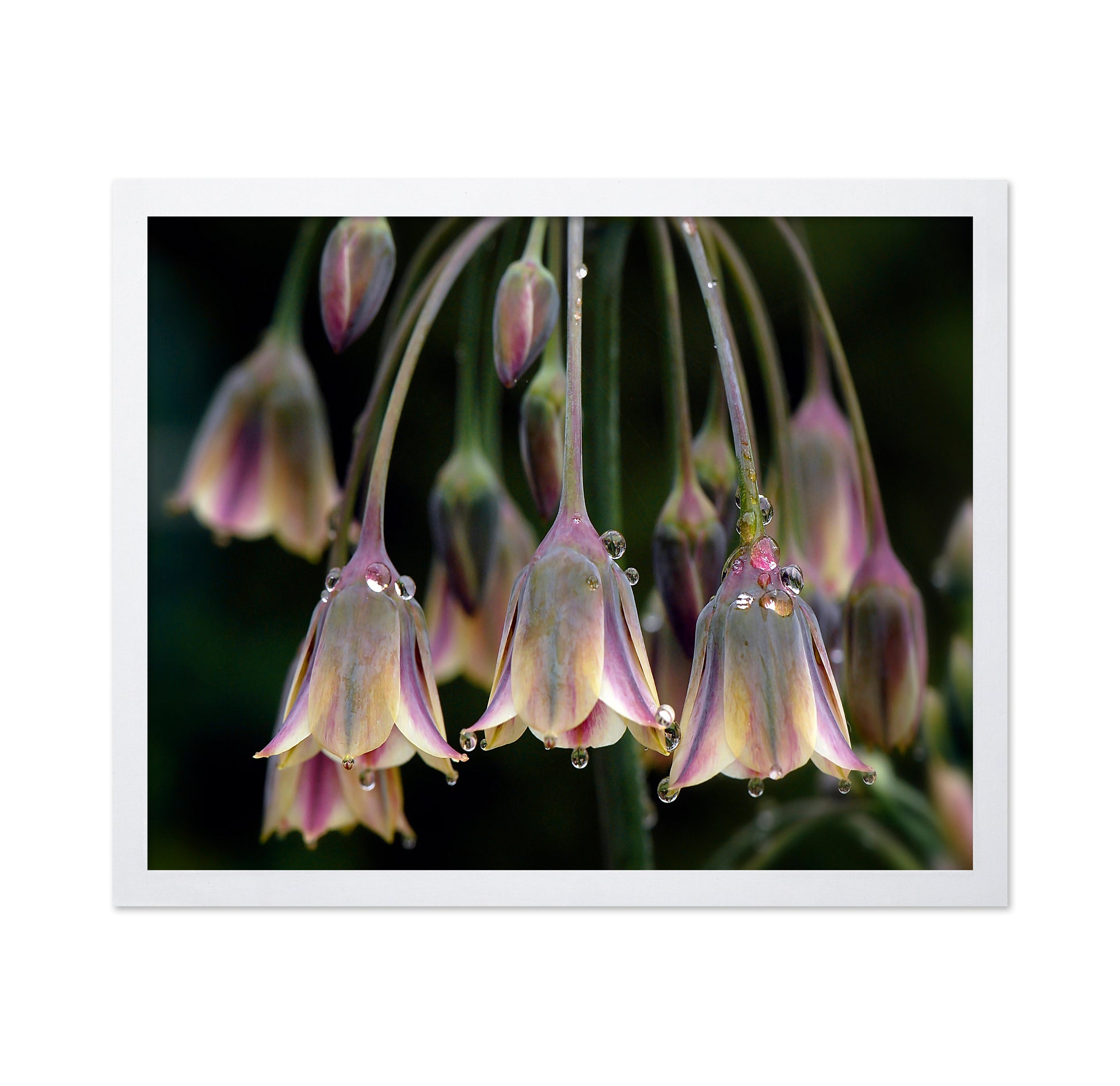 Dew Bells