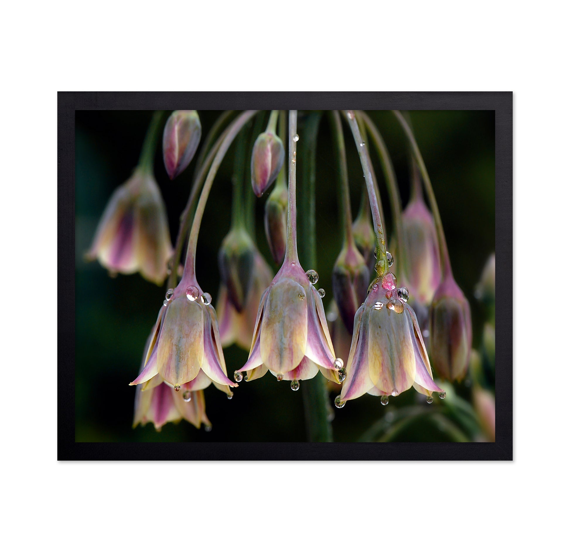 Dew Bells