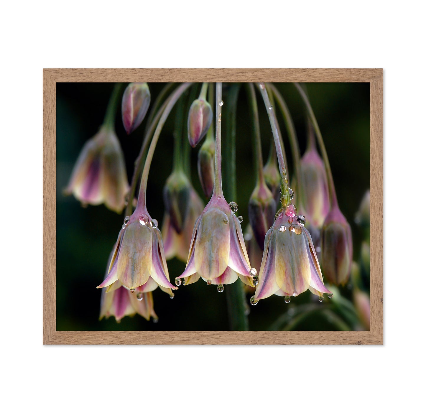 Dew Bells