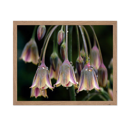 Dew Bells