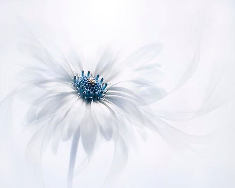 Serenity No 2