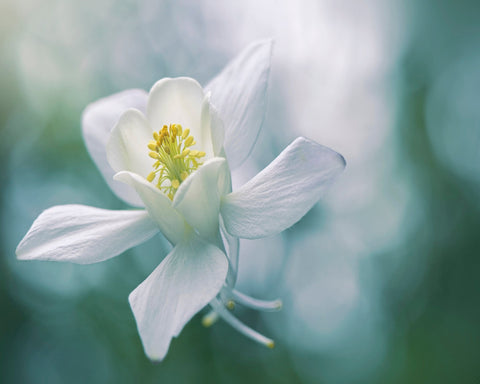 White Star