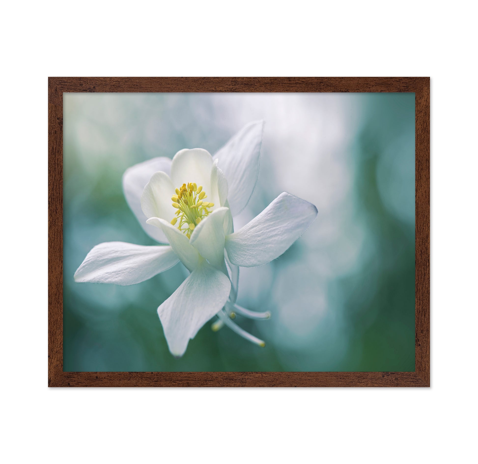 White Star