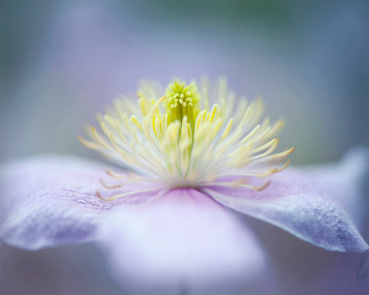 Whisper