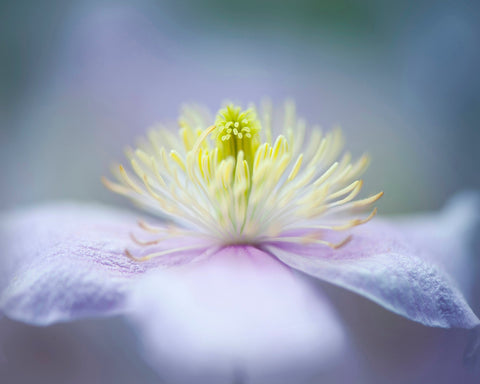 Whisper