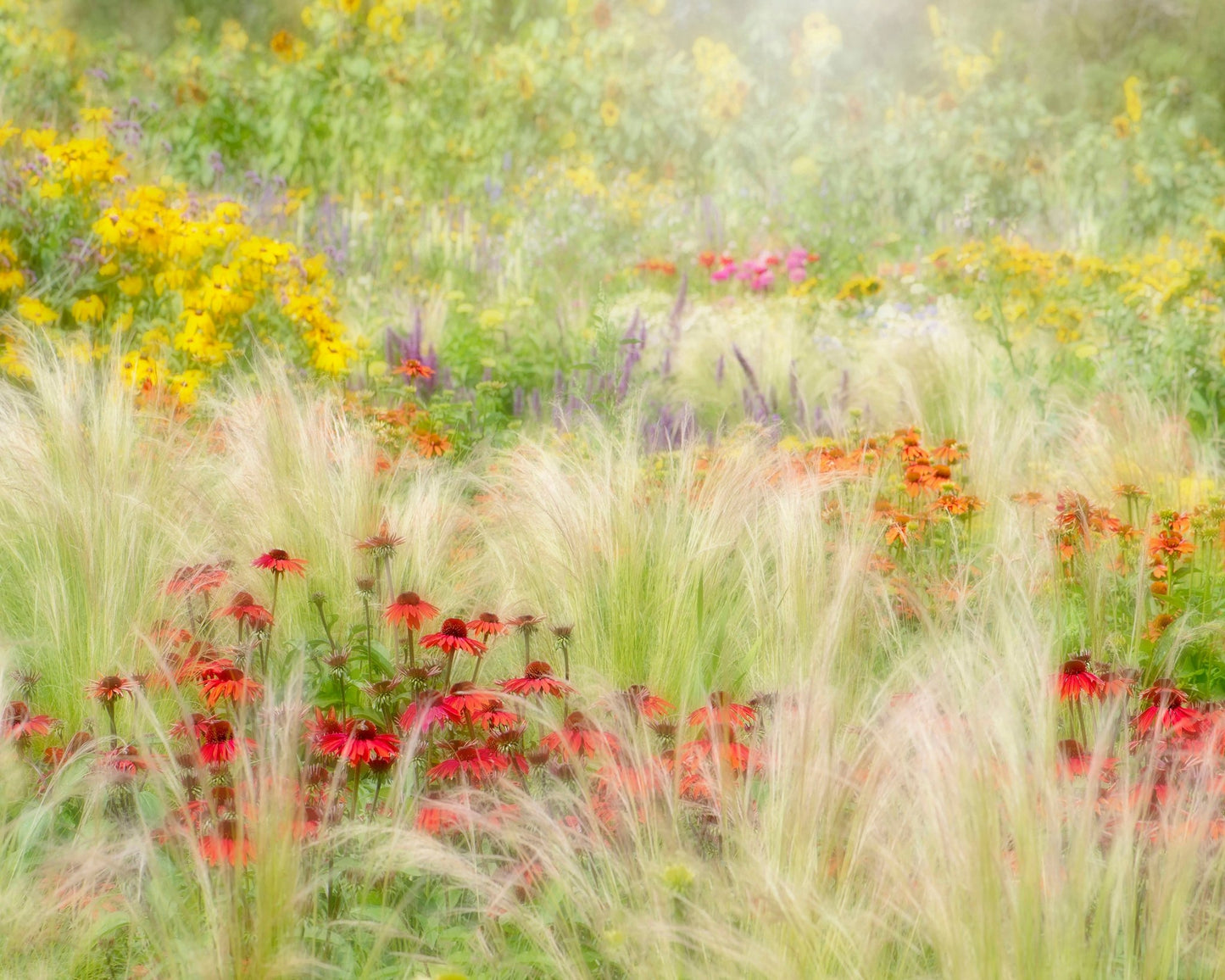 Summer Reverie